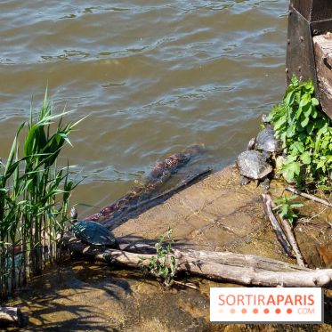 Balade nature dans la forêt de Montmorency, nos photos