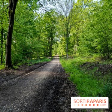 Balade nature dans la forêt de Montmorency, nos photos