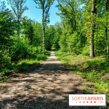 Balade nature dans la forêt de Montmorency, nos photos