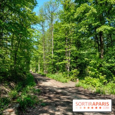 Balade nature dans la forêt de Montmorency, nos photos