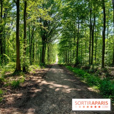 Balade nature dans la forêt de Montmorency, nos photos