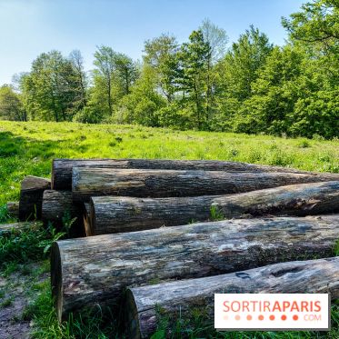 Balade nature dans la forêt de Montmorency, nos photos