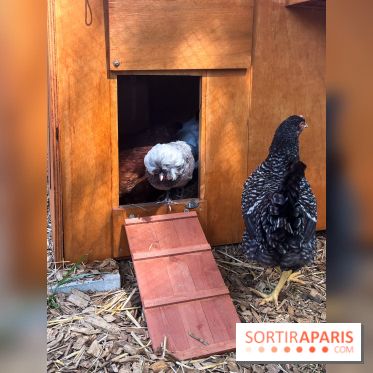 La ferme de la Villette et ses animaux