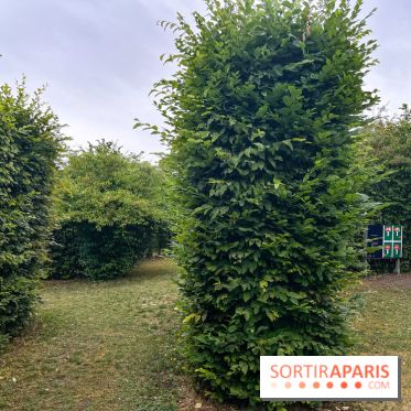 Les labyrinthes de Gally 2023 - image00012