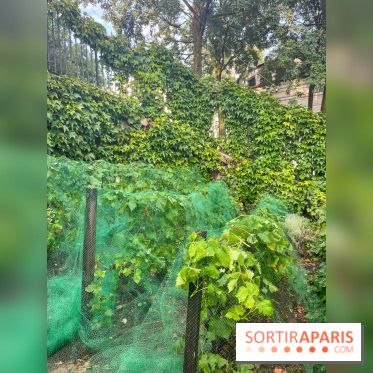 Vignes vendanges - visuels - image00017