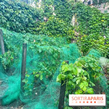 Vignes vendanges - visuels - image00018