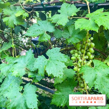 Vignes vendanges - visuels - image00019