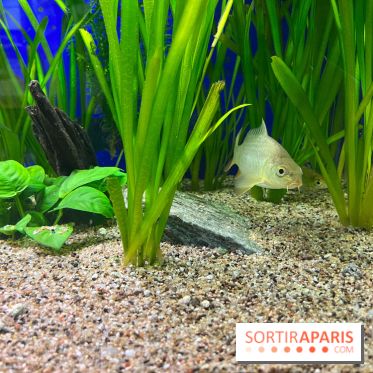 La Maison de la Pêche et de la Nature - image00018