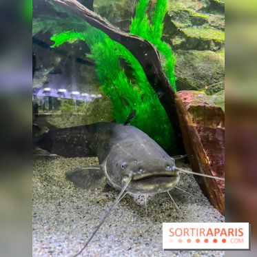 La Maison de la Pêche et de la Nature - image00020