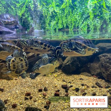 La Maison de la Pêche et de la Nature - image00022