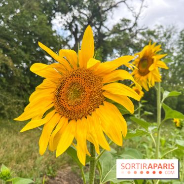 Le long de l'Oise, entre Auvers-sur-Oise et l'Isle-Adam - image00065