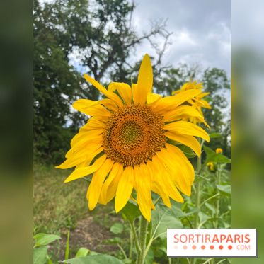Le long de l'Oise, entre Auvers-sur-Oise et l'Isle-Adam - image00066