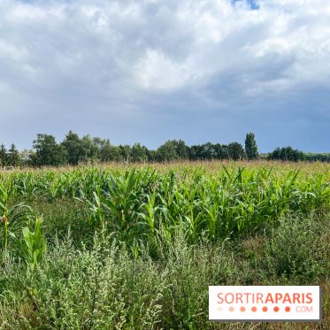 Le long de l'Oise, entre Auvers-sur-Oise et l'Isle-Adam