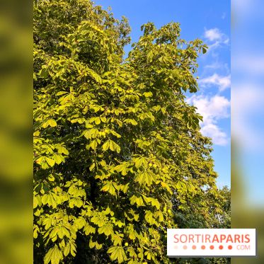 Le long de l'Oise, entre Auvers-sur-Oise et l'Isle-Adam - image00017