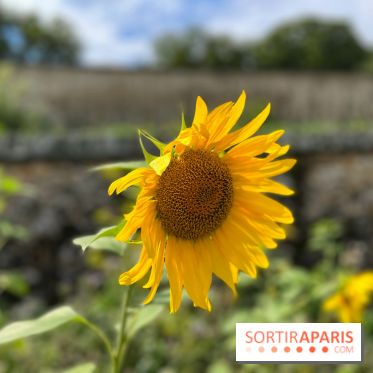 Potager du Roi - IMG 4191