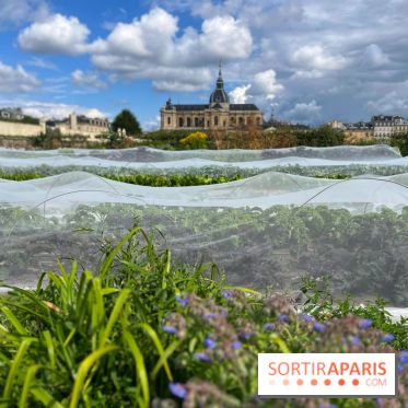 Potager du Roi