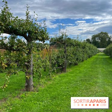 Potager du Roi - IMG 4211