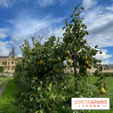 Potager du Roi - IMG 4213