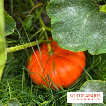 Potager du Roi - IMG 4257