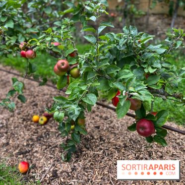 Potager du Roi