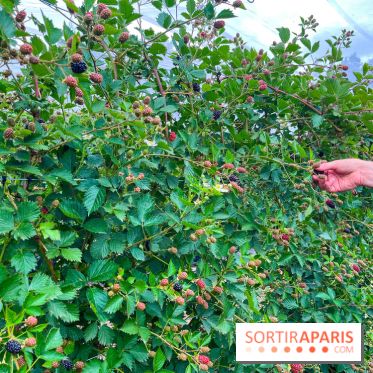 La ferme de Saint-Cyr l'Ecole - image00078