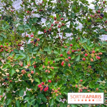 La ferme de Saint-Cyr l'Ecole - image00079