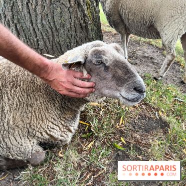 La ferme de Saint-Cyr l'Ecole - image00075