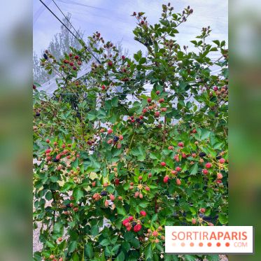 La ferme de Saint-Cyr l'Ecole - image00077