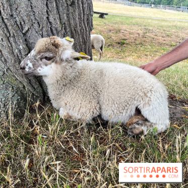 La ferme de Saint-Cyr l'Ecole - image00073