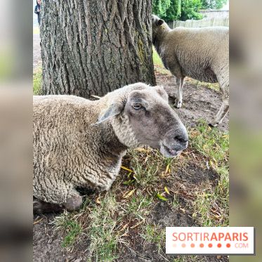 La ferme de Saint-Cyr l'Ecole - image00074