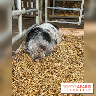 La ferme de Saint-Cyr l'Ecole - image00057