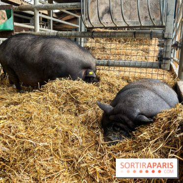 La ferme de Saint-Cyr l'Ecole - image00059