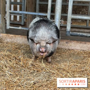 La ferme de Saint-Cyr l'Ecole - image00044