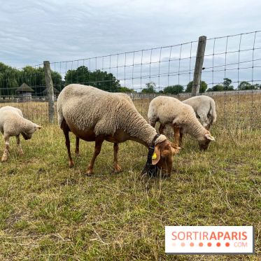 La ferme de Saint-Cyr l'Ecole - image00033