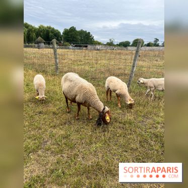 La ferme de Saint-Cyr l'Ecole - image00034
