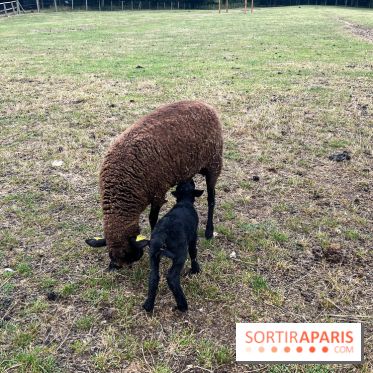 La ferme de Saint-Cyr l'Ecole - image00025