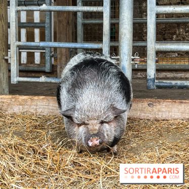 La ferme de Saint-Cyr l'Ecole - image00023