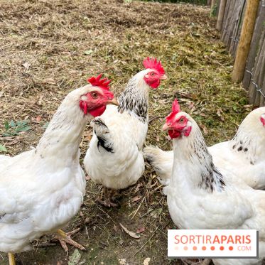 Les Rives de Paris, l'unique camping du 93 à Neuilly-sur-Marne - image00064