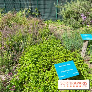 Le parc Georges Brassens, pour se croire à la campagne dans le 15e - image00061