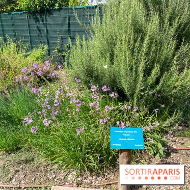 Le parc Georges Brassens, pour se croire à la campagne dans le 15e - image00064