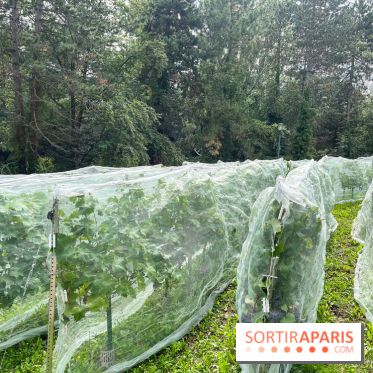 Le parc Georges Brassens, pour se croire à la campagne dans le 15e - image00027