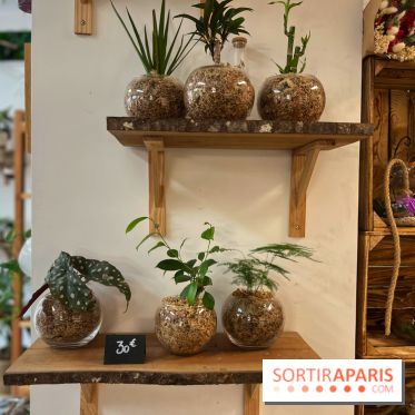 Boby la Plante