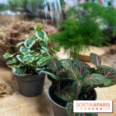 Boby la Plante