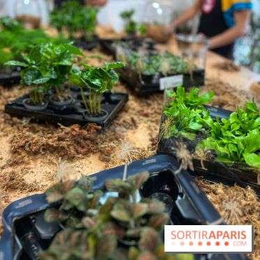 Boby la Plante - IMG 4343