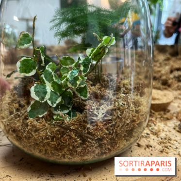 Boby la Plante