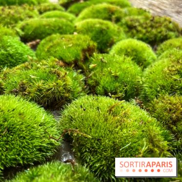 Boby la Plante - IMG 4345