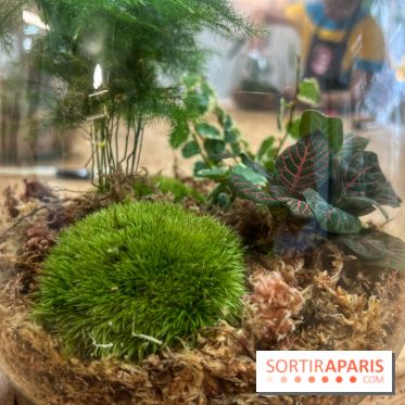 Boby la Plante