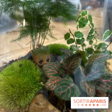 Boby la Plante