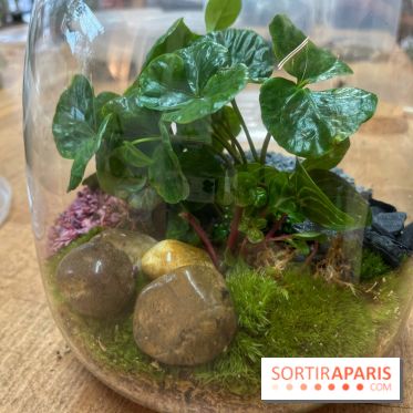Boby la Plante