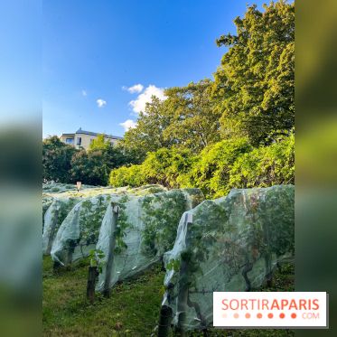 Vignes de Belleville - image00004